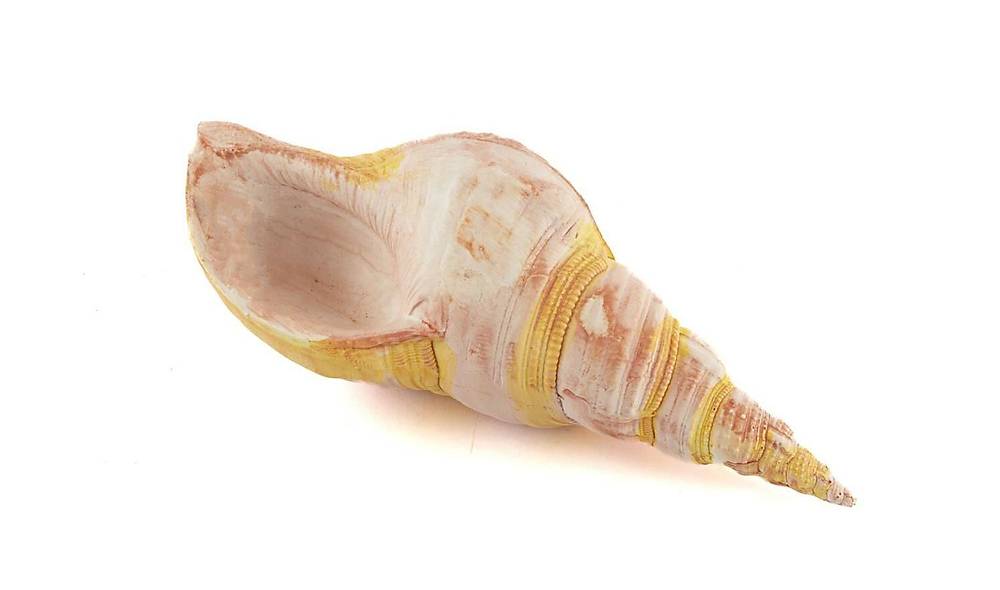 Pembe Deniz Kabu�u Obje