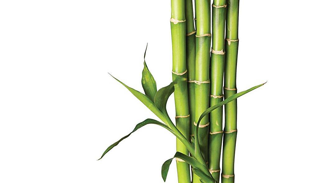 Yatsan Bambu Yatak Pedi
