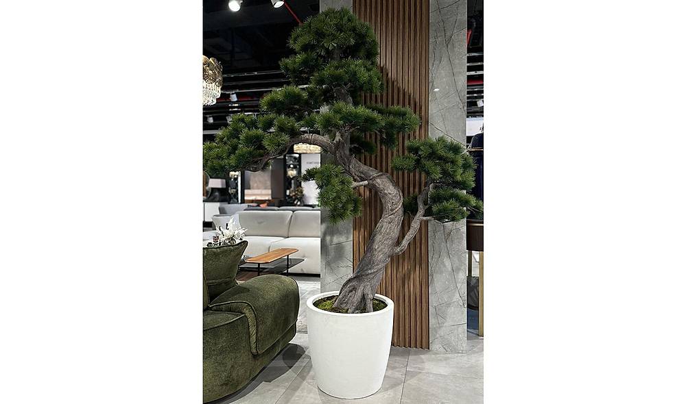 Bonsai A�a� ve Beyaz Saks�