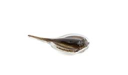 G�rsel 1