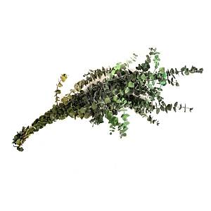 Do�al �oklu Okaliptus