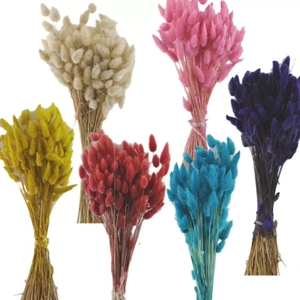 Pamuk Otu (60-75 kafal�)