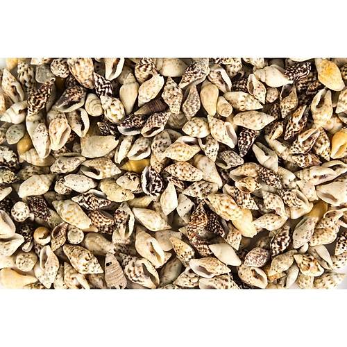Nassa Deniz Objesi 100 Gr