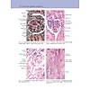 G�rsel 44