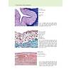G�rsel 24