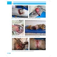 KED� ve K�PEKLERDE CERRAH� AC�LLER (Tan�dan Tedaviye)