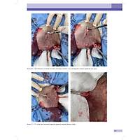 KED� ve K�PEKLERDE CERRAH� AC�LLER (Tan�dan Tedaviye)