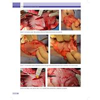 KED� ve K�PEKLERDE CERRAH� AC�LLER (Tan�dan Tedaviye)