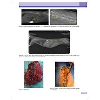 KED� ve K�PEKLERDE CERRAH� AC�LLER (Tan�dan Tedaviye)