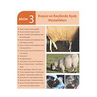 ��FTL�K HAYVANLARINDA AYAK HASTALIKLARI (3. Bask�)