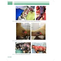 KED� ve K�PEKLERDE CERRAH� AC�LLER (Tan�dan Tedaviye)