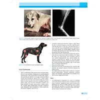 KED� ve K�PEKLERDE CERRAH� AC�LLER (Tan�dan Tedaviye)