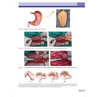 KED� ve K�PEKLERDE CERRAH� AC�LLER (Tan�dan Tedaviye)