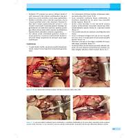 KED� ve K�PEKLERDE CERRAH� AC�LLER (Tan�dan Tedaviye)