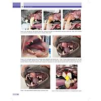 KED� ve K�PEKLERDE CERRAH� AC�LLER (Tan�dan Tedaviye)