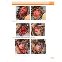 KED� ve K�PEKLERDE CERRAH� AC�LLER (Tan�dan Tedaviye)