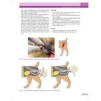 KED� ve K�PEKLERDE CERRAH� AC�LLER (Tan�dan Tedaviye)