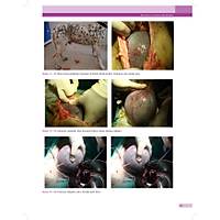 KED� ve K�PEKLERDE CERRAH� AC�LLER (Tan�dan Tedaviye)