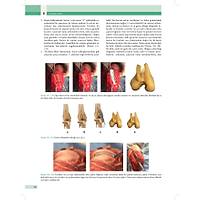 KED� ve K�PEKLERDE CERRAH� AC�LLER (Tan�dan Tedaviye)